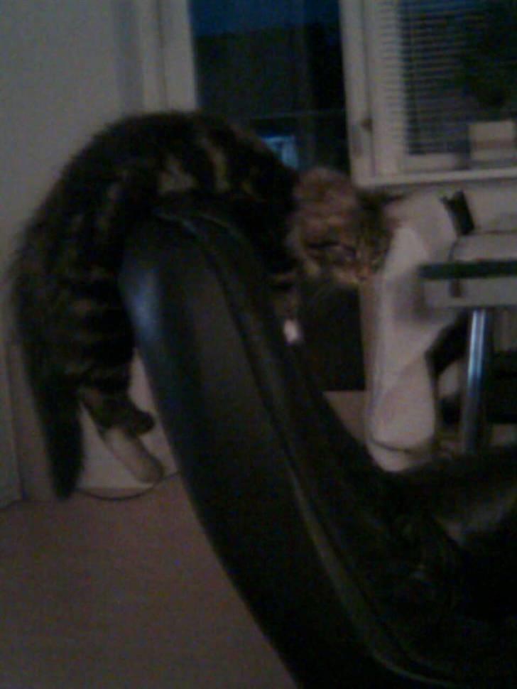 Maine Coon Tessa billede 3