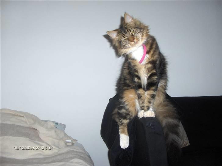 Maine Coon Tessa billede 4