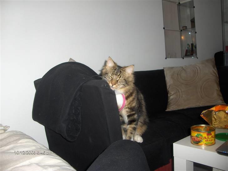 Maine Coon Tessa billede 5