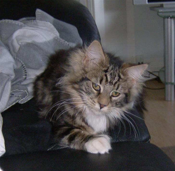 Maine Coon Tessa billede 6