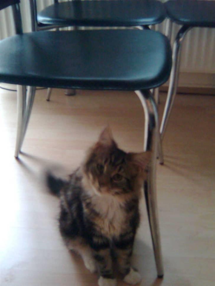 Maine Coon Tessa billede 7