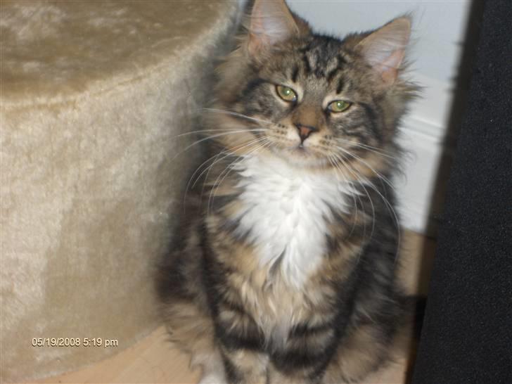 Maine Coon Tessa billede 8