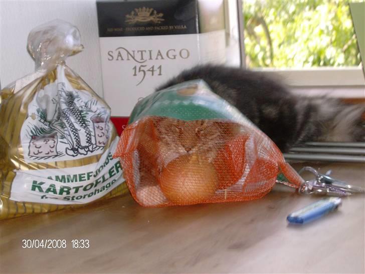 Maine Coon Tessa billede 9