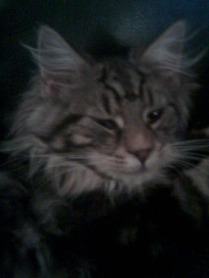 Maine Coon Tessa billede 10