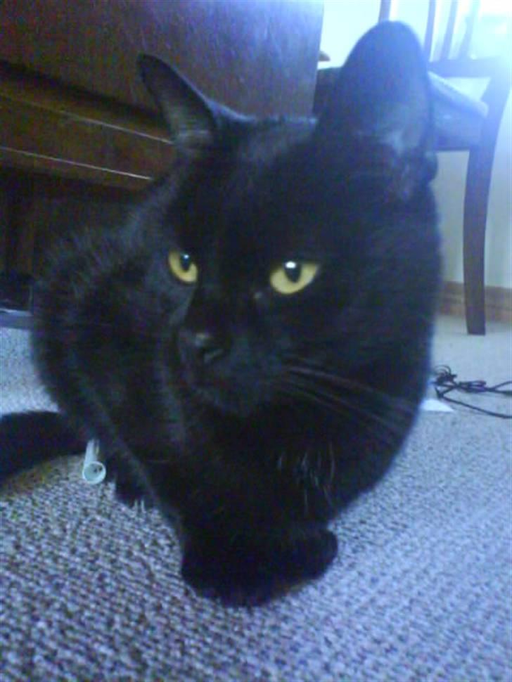 Blanding af racer perle - hvad er det? billede 6