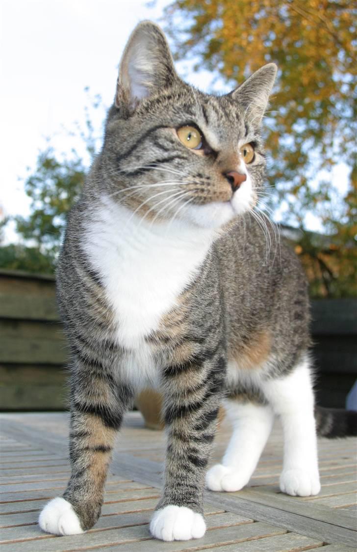 Blanding af racer Buster billede 19