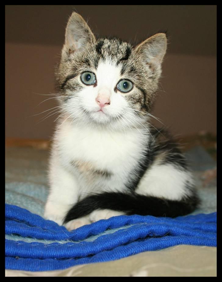 Huskat Moby - Hvad er det dog du laver??? billede 1