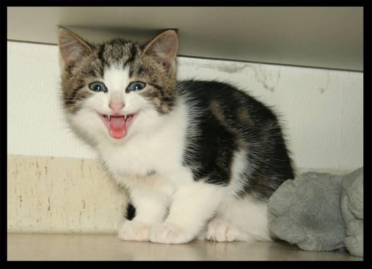 Huskat Moby - Lad mig så være!!!!!! billede 2