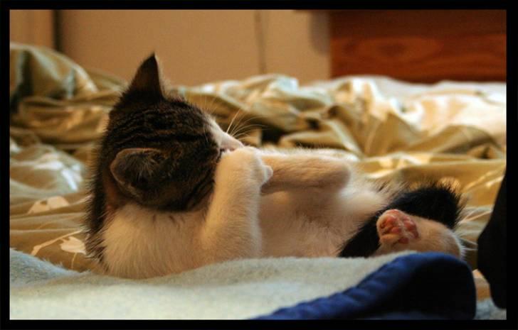 Huskat Moby - Det er godt nok ikke nemt at vaske de bagpoter!!! billede 3