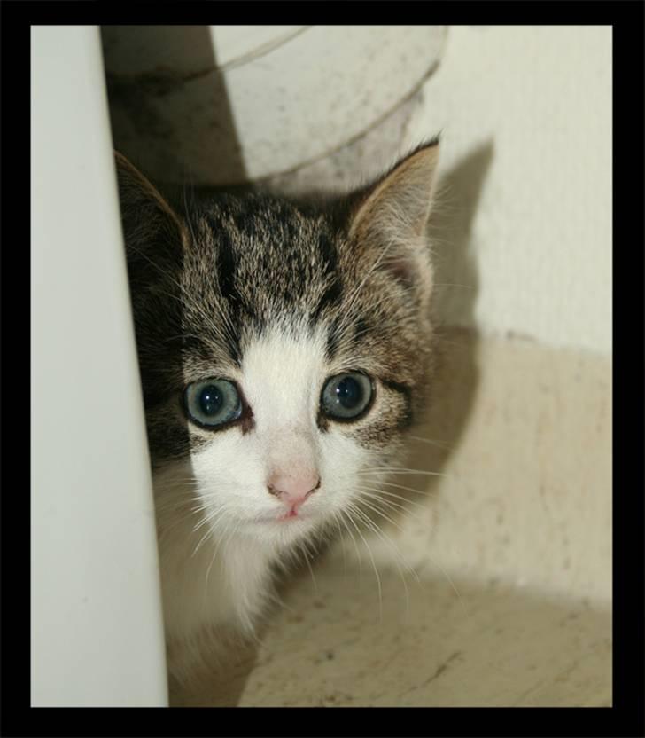 Huskat Moby - Jeg gemmer mig da bare..... billede 4