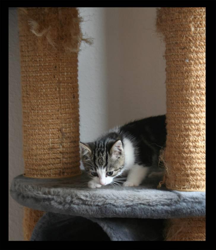 Huskat Moby - Her skulle jeg kunne få mange timer til at gå!!! billede 5