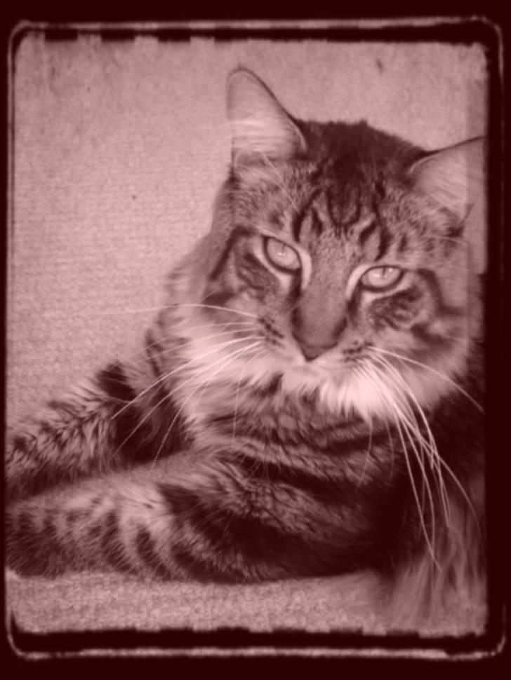 Maine Coon Nemo billede 2