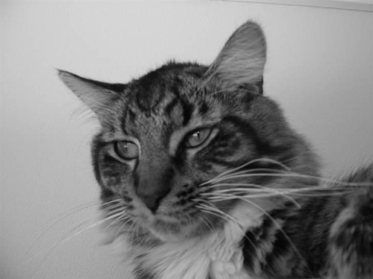 Maine Coon Nemo billede 3