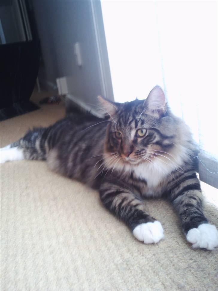 Maine Coon Nemo billede 4