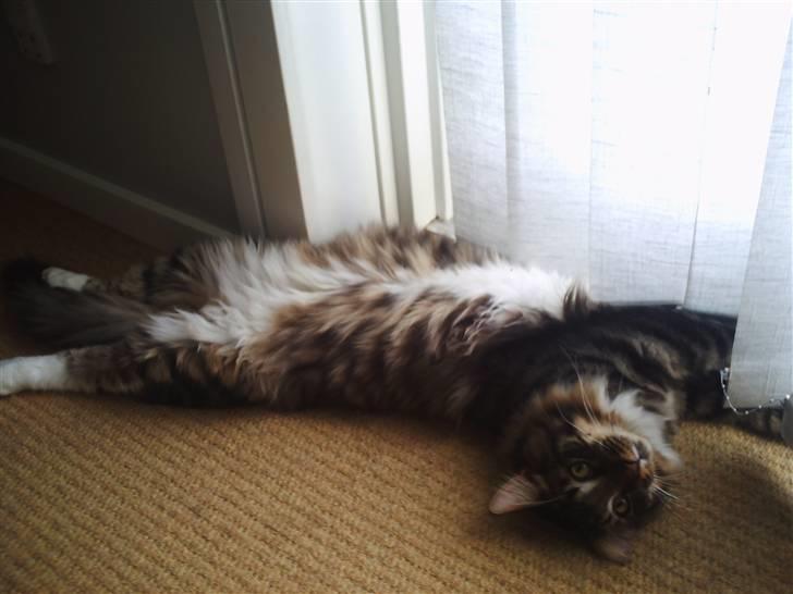 Maine Coon Nemo billede 5