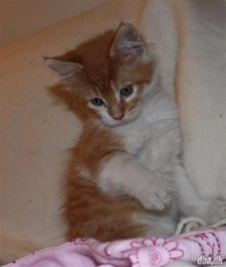 Maine Coon Lukas R.I.P ? :( - Hos hans opdrætter billede 1