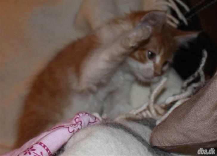 Maine Coon Lukas R.I.P ? :( - Også hod hans opdrætter billede 2