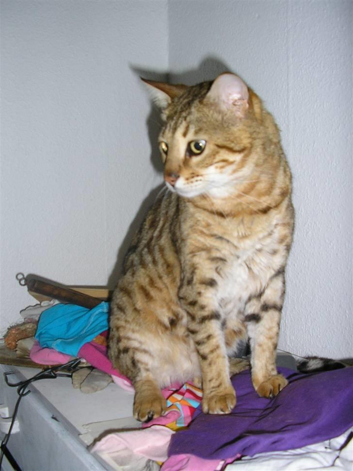 Bengal shere khan - en dejlig kat ved navn SHERE KHAN billede 1