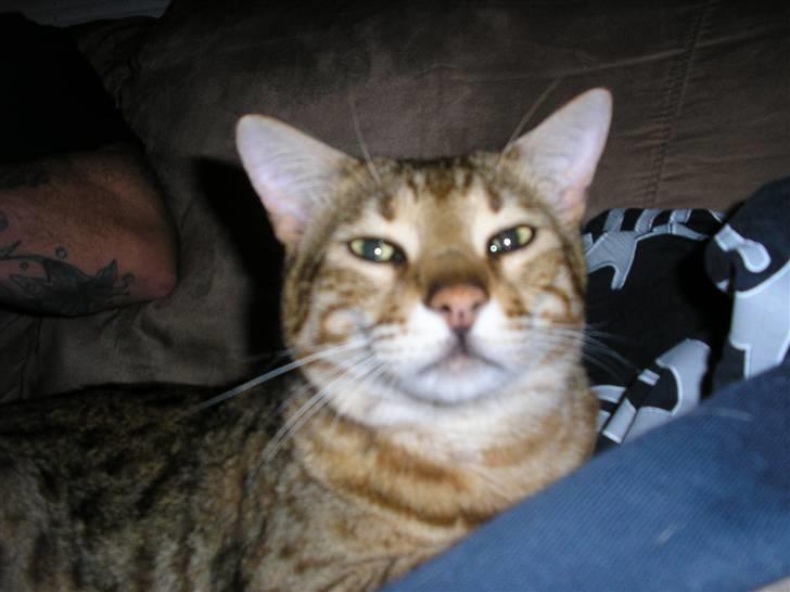 Bengal shere khan - IGEN FARS KAT billede 2