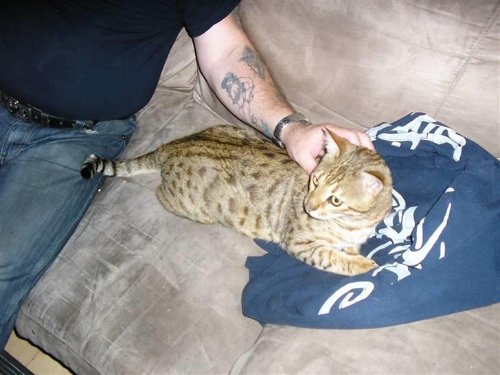 Bengal shere khan - DEJLIG ER DEN billede 4