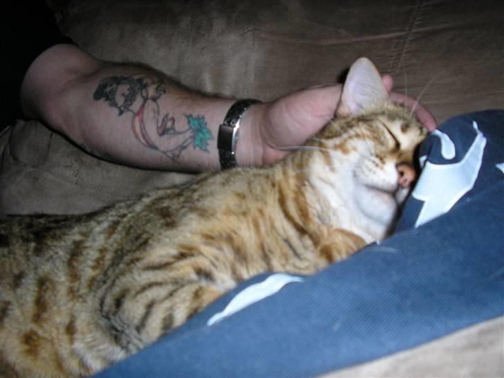 Bengal shere khan - MEGA KÆLEN ER DEN billede 5