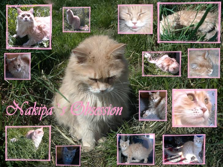 Maine Coon DK Nakipa`s Obsession billede 11