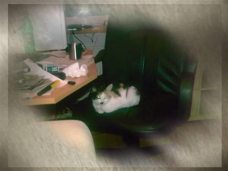 Blanding af racer Ni-hao(Main coon/huskat) billede 10