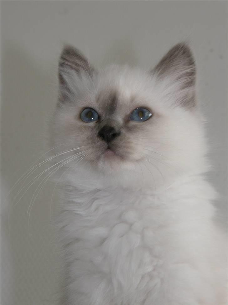 Hellig Birma Maupets Chloe billede 8