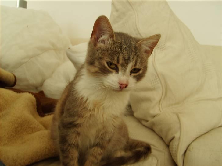 Huskat Jensen † R.I.P. † billede 1