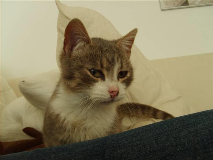 Huskat Jensen † R.I.P. † billede 2