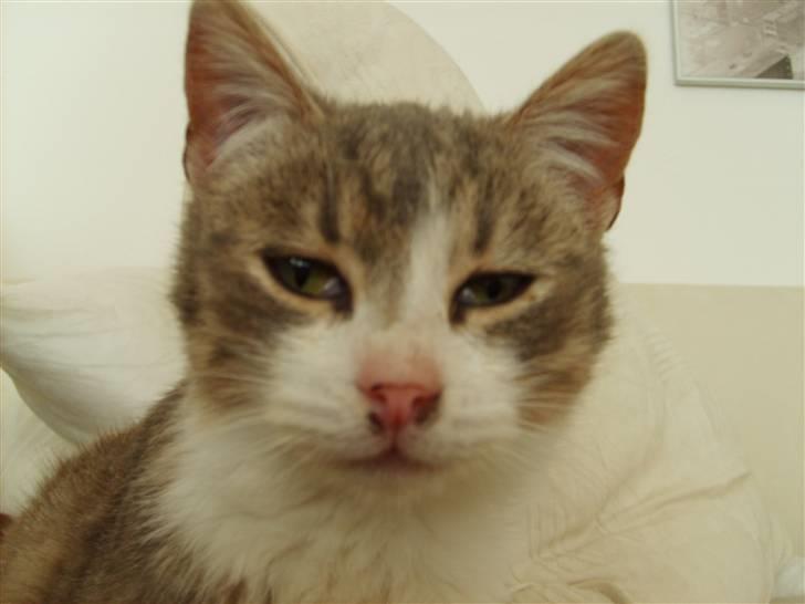 Huskat Jensen † R.I.P. † billede 3