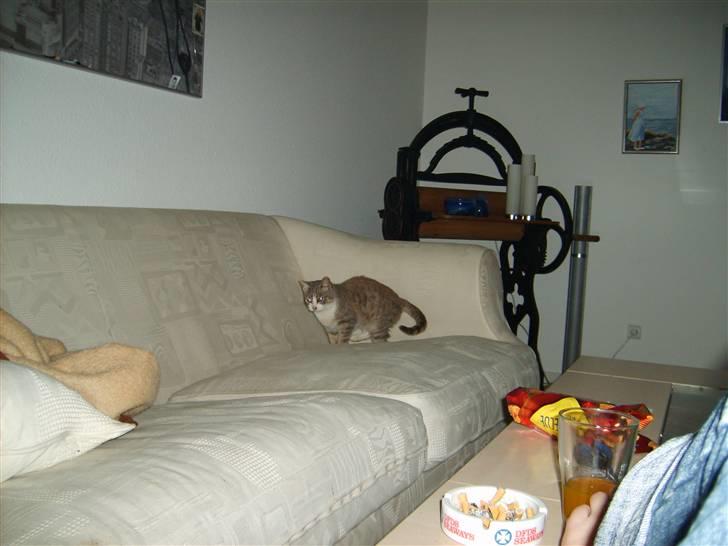 Huskat Jensen † R.I.P. † billede 4