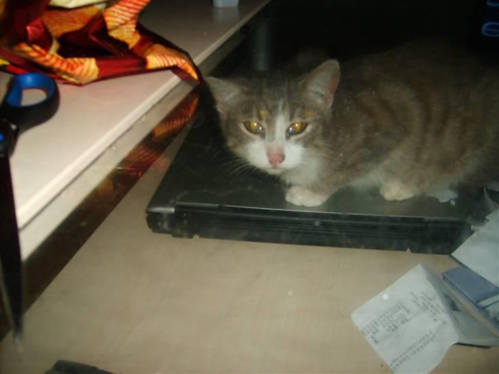 Huskat Jensen † R.I.P. † billede 5