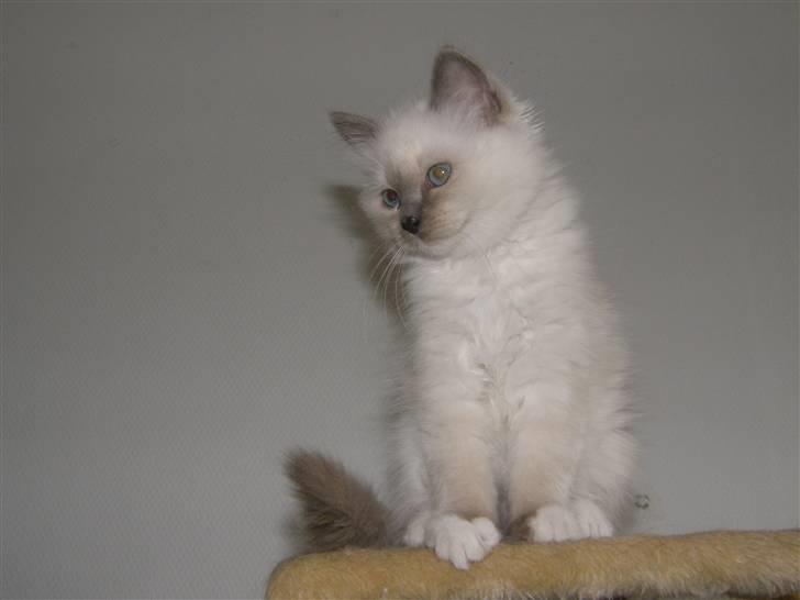 Hellig Birma Maupets Chloe billede 9