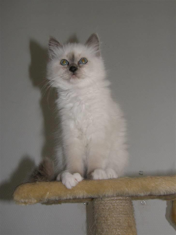 Hellig Birma Maupets Chloe billede 10