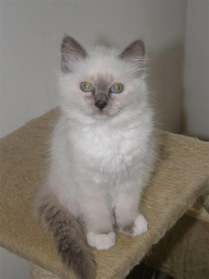 Hellig Birma Maupets Chloe billede 11