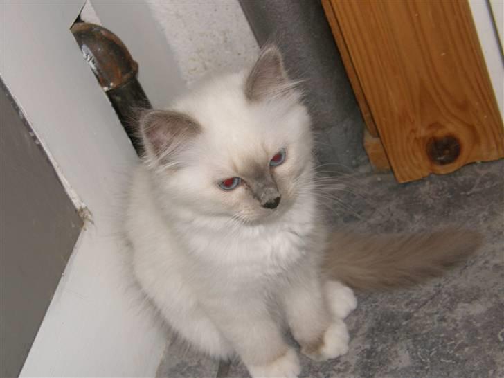 Hellig Birma Maupets Chloe billede 12