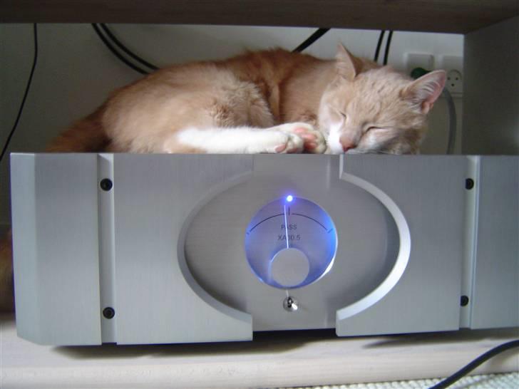 Huskat Tulle - Varmer sig ovenpå min forstærker... billede 1