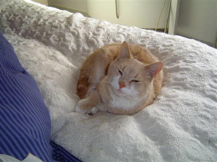 Huskat Tulle - Vågen igen billede 2