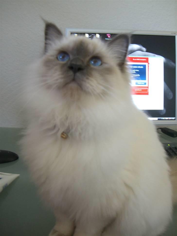 Hellig Birma Amaze - drøm sødt <3 billede 20