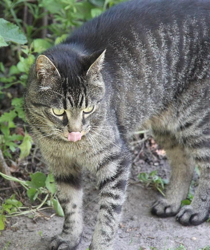 Huskat              Ollie - Søde Ollie slikker sig om munden xD billede 3