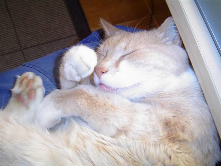 Huskat Tulle - Savler ikke her, men gør det somregel.. billede 3