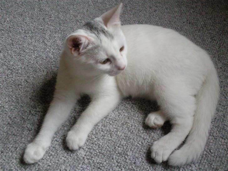 Blanding af racer Molly billede 1