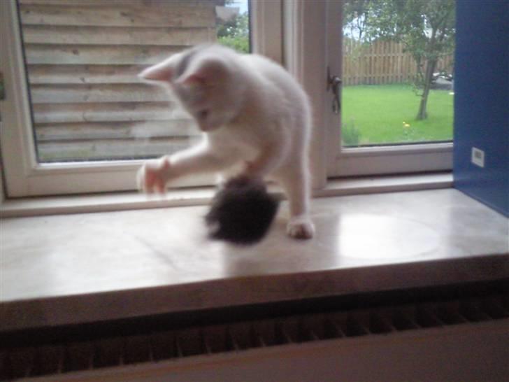 Blanding af racer Molly billede 2