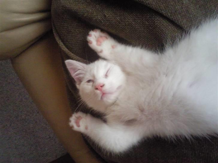 Blanding af racer Molly billede 3