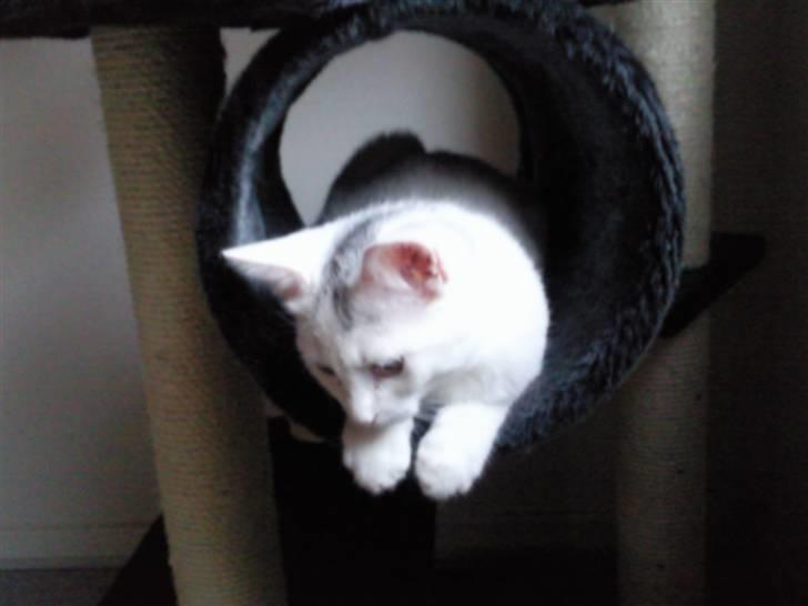 Blanding af racer Molly billede 4