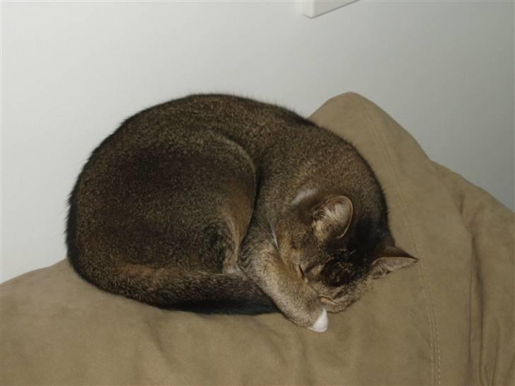 Blanding af racer Babis - Zzzzzzzzzzz - på en af hendes utallige ynglingsovepladser billede 4