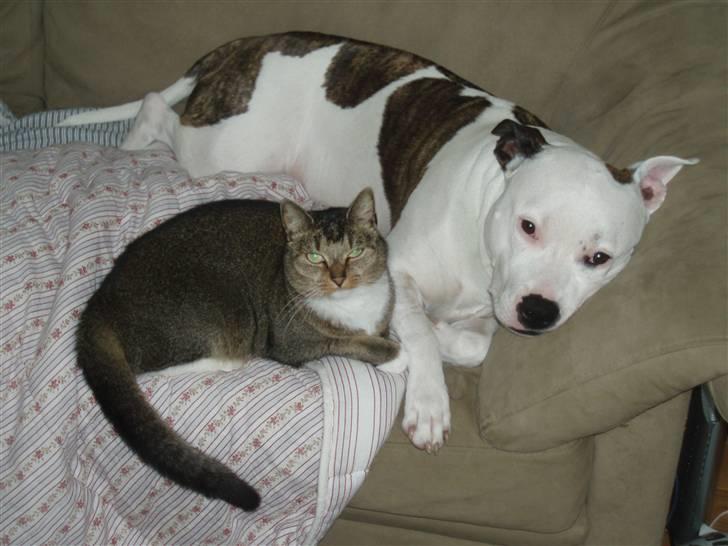 Blanding af racer Babis - Hun elsker at ligge i arm med Baily er er vist mere glad for hende end hun er for mig *ss* billede 5