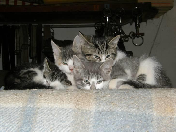 Huskat Whisky (Himmelkat) - Wisky og resten af kuldet billede 15