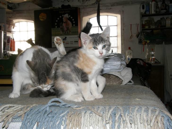 Huskat Whisky (Himmelkat) billede 16